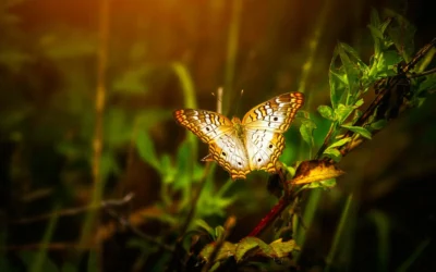 How to lead successful business transformations